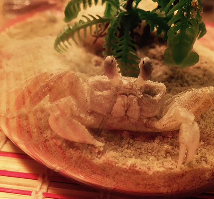 Crab Hunting